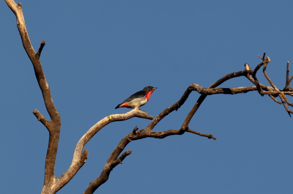 Mistletoebird - Hickson Fergusson