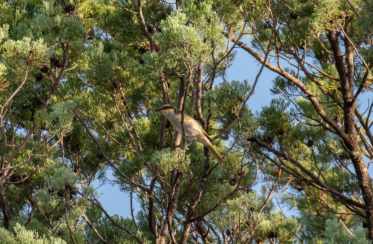 Singing Honeyeater - ML619274430