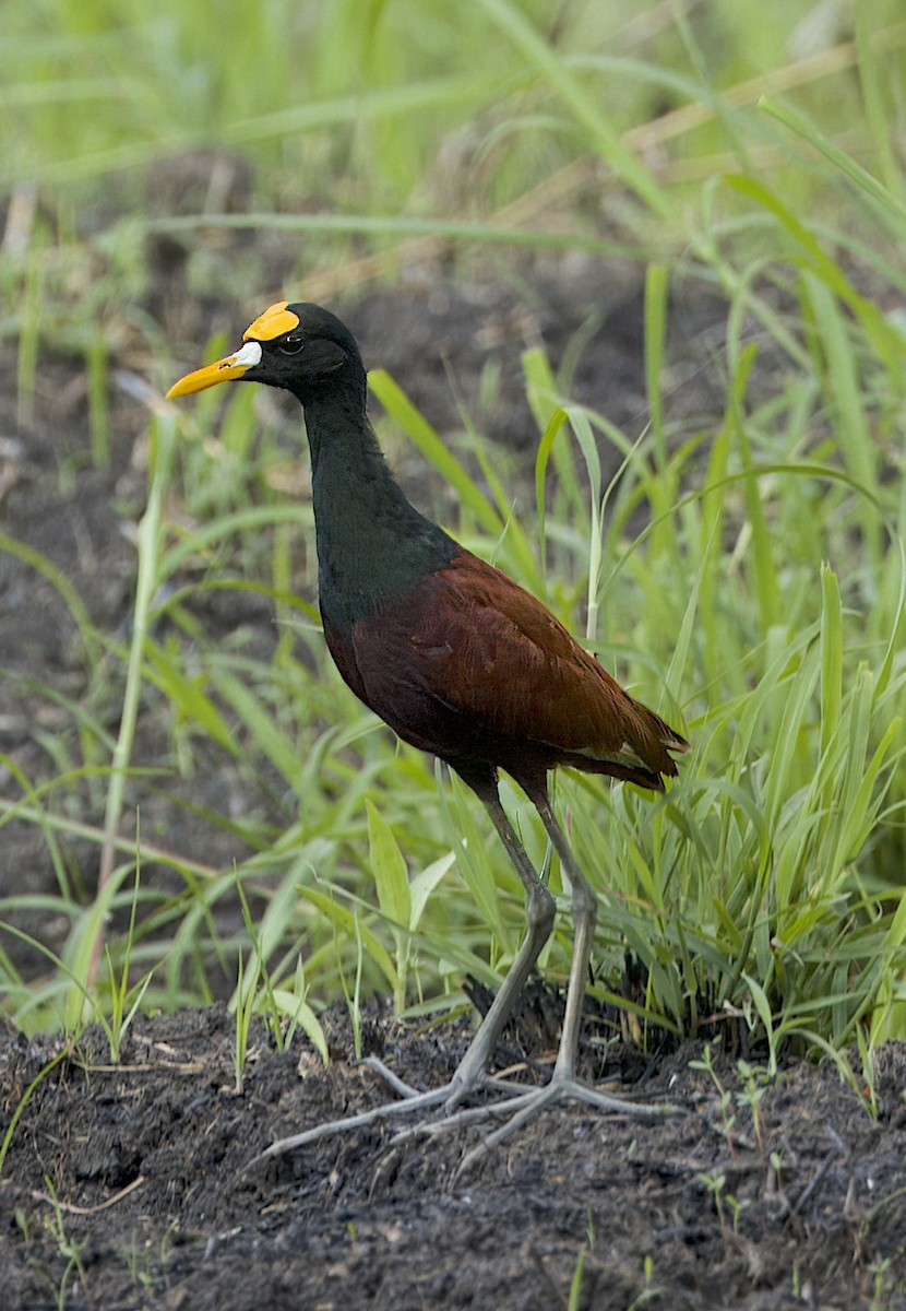 Northern Jacana - Carol Hippenmeyer