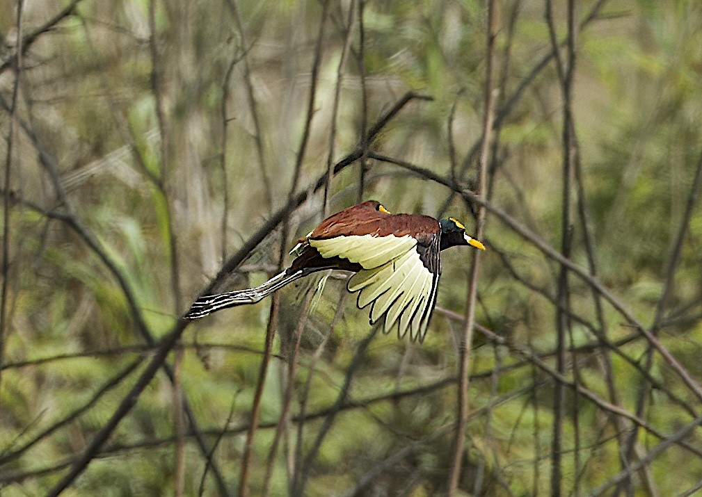 Northern Jacana - Carol Hippenmeyer