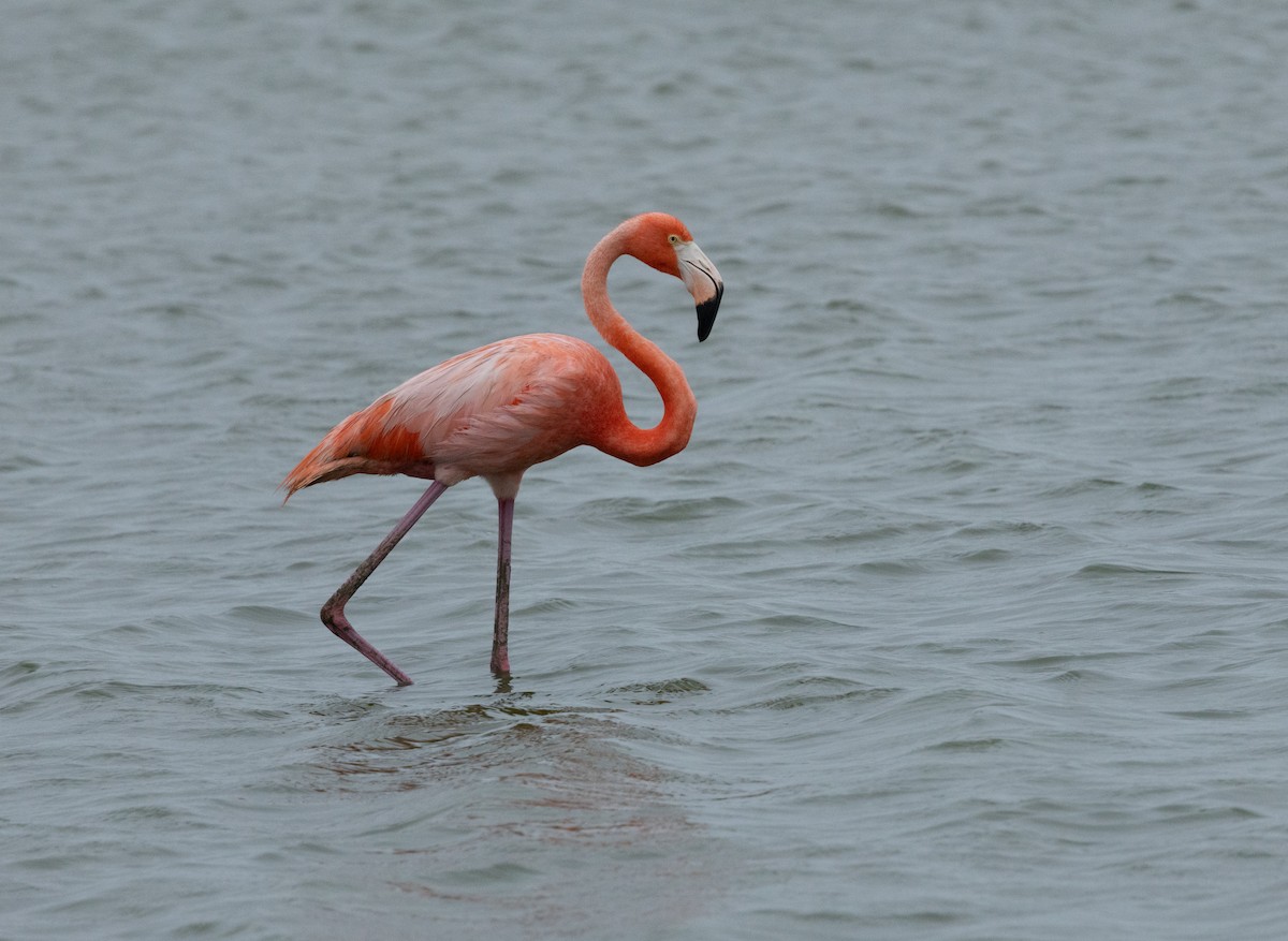 American Flamingo - Roy Freese