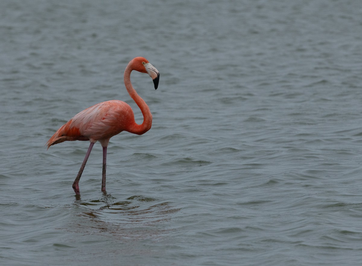 American Flamingo - Roy Freese