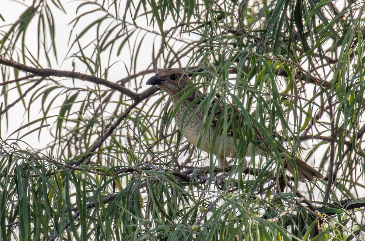 Spotted Bowerbird - Hickson Fergusson