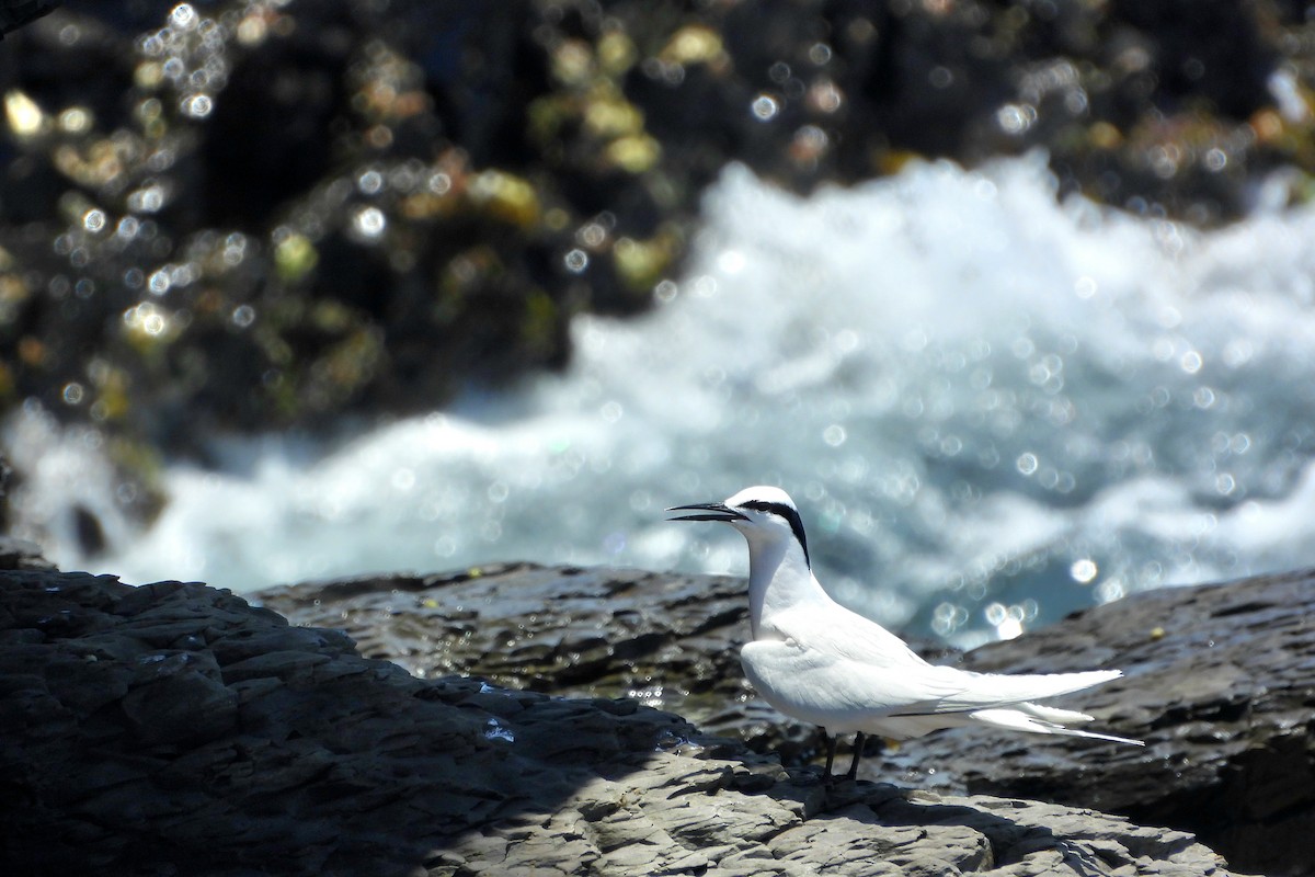 Black-naped Tern - ML619274460