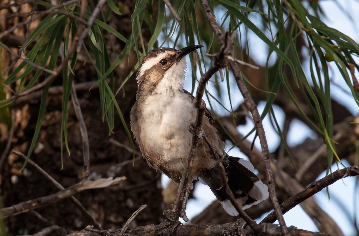 White-browed Babbler - Hickson Fergusson