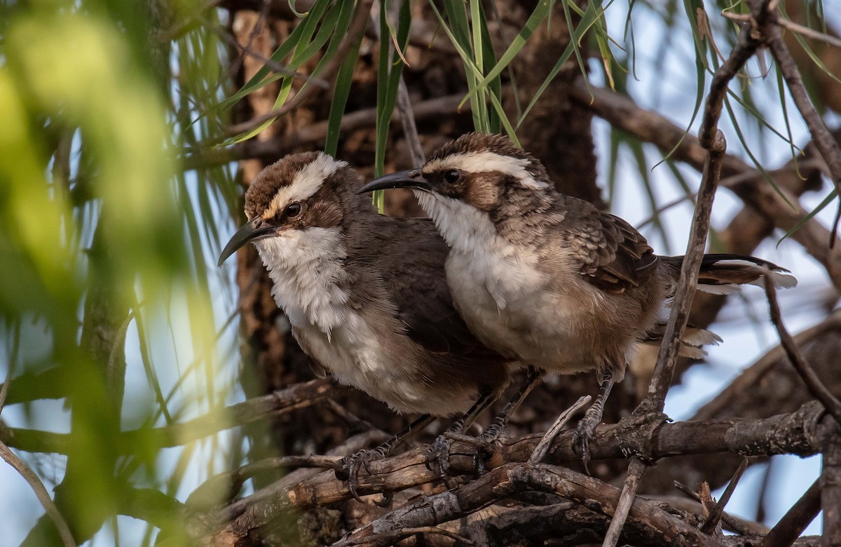 White-browed Babbler - Hickson Fergusson