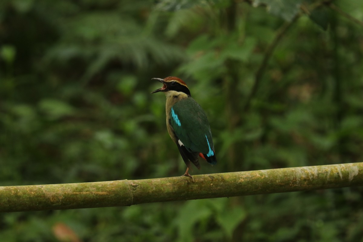 Fairy Pitta - James（於任） Tu （杜）