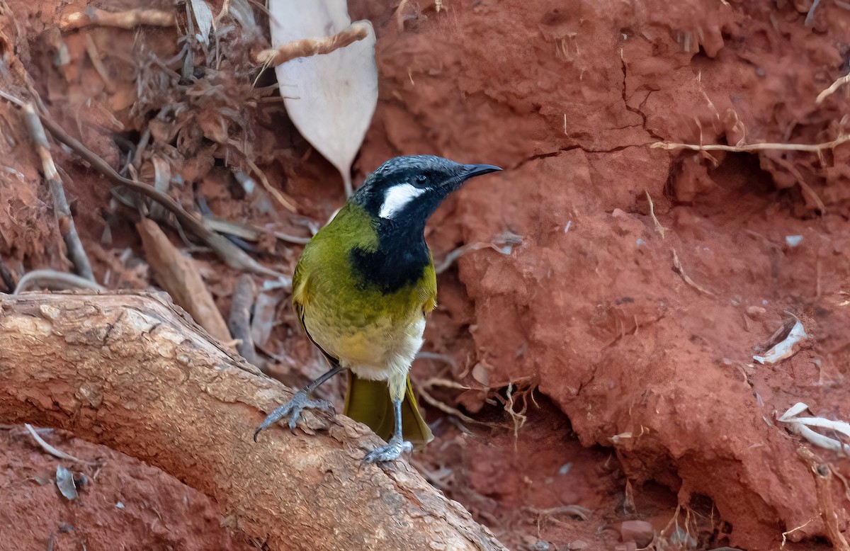 White-eared Honeyeater - Hickson Fergusson