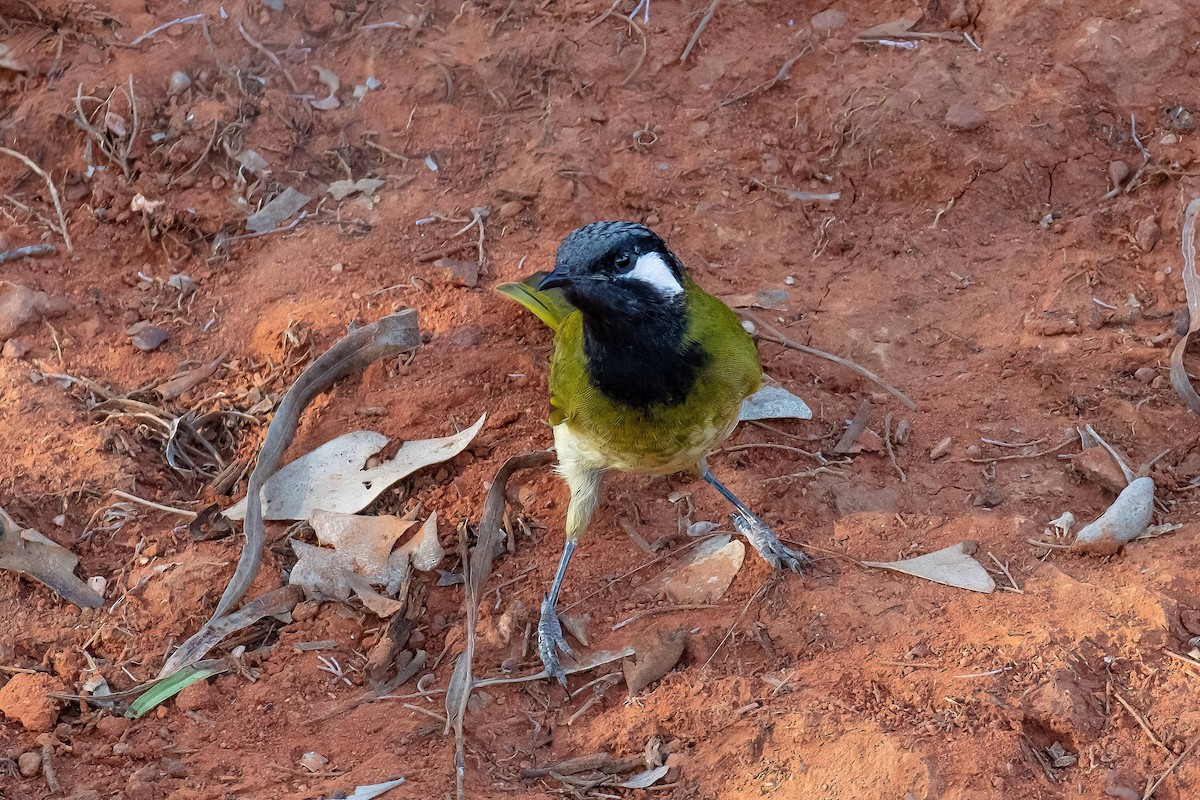 White-eared Honeyeater - Hickson Fergusson