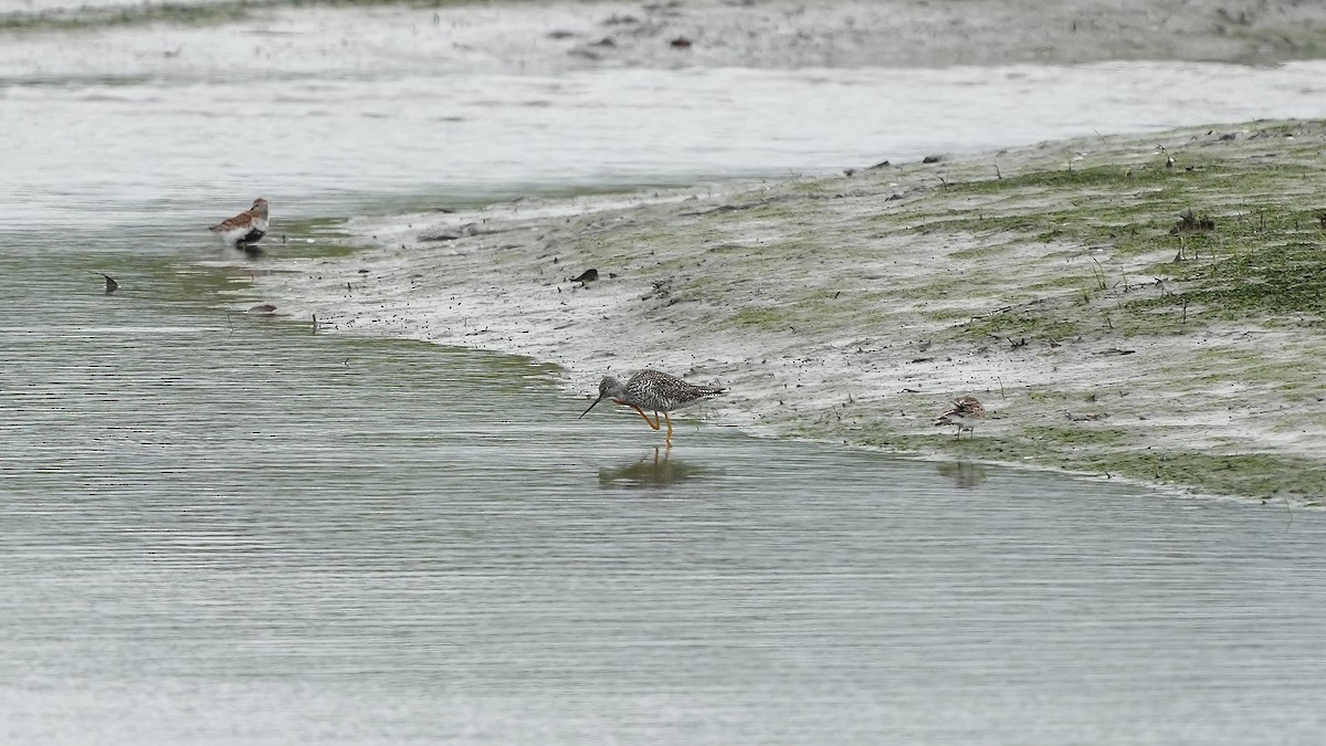 Greater Yellowlegs - Sunil Thirkannad