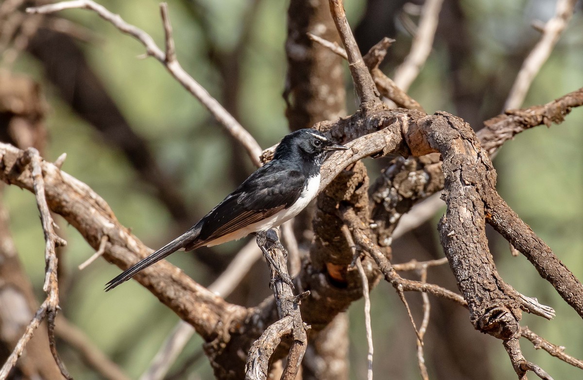 Willie-wagtail - Hickson Fergusson