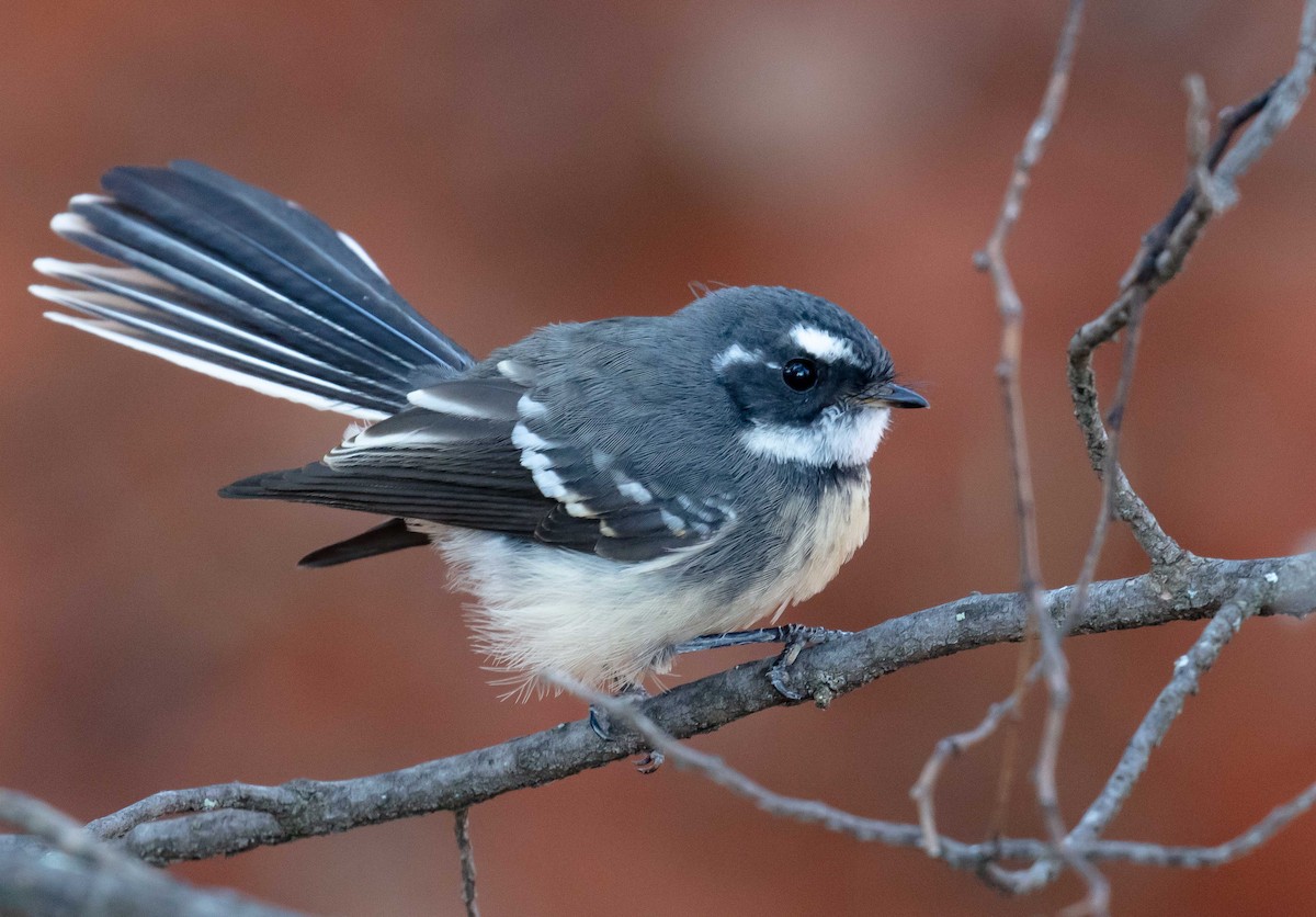 Gray Fantail - ML619274498