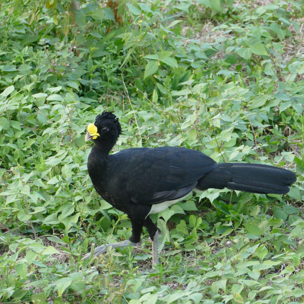 Great Curassow - Ulrike Schmölzer