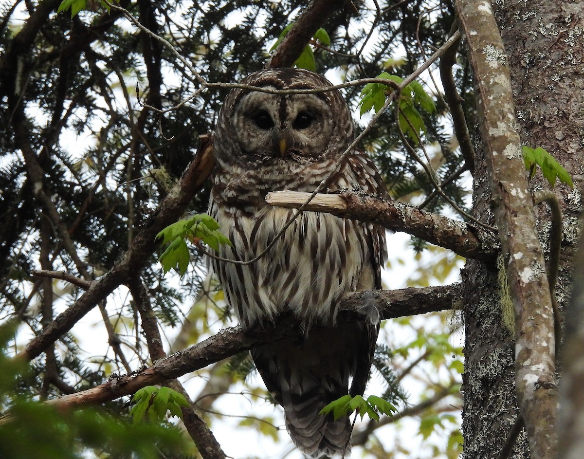 Barred Owl - ML619274503