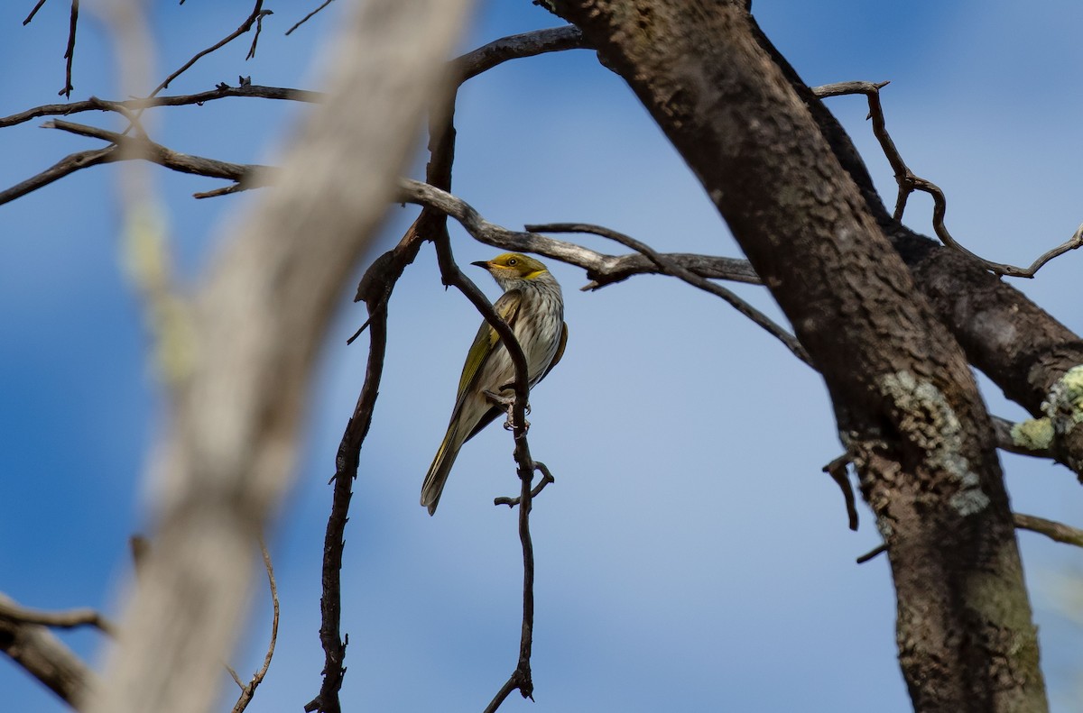 Yellow-plumed Honeyeater - Hickson Fergusson