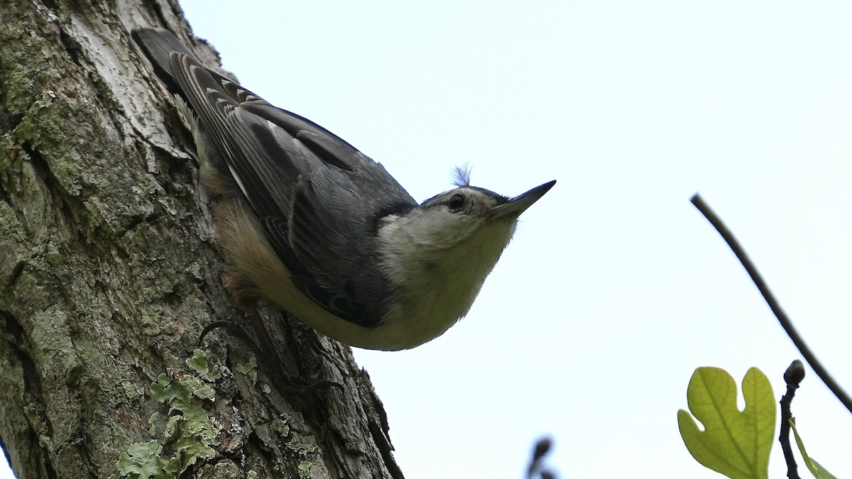 White-breasted Nuthatch - Sunil Thirkannad