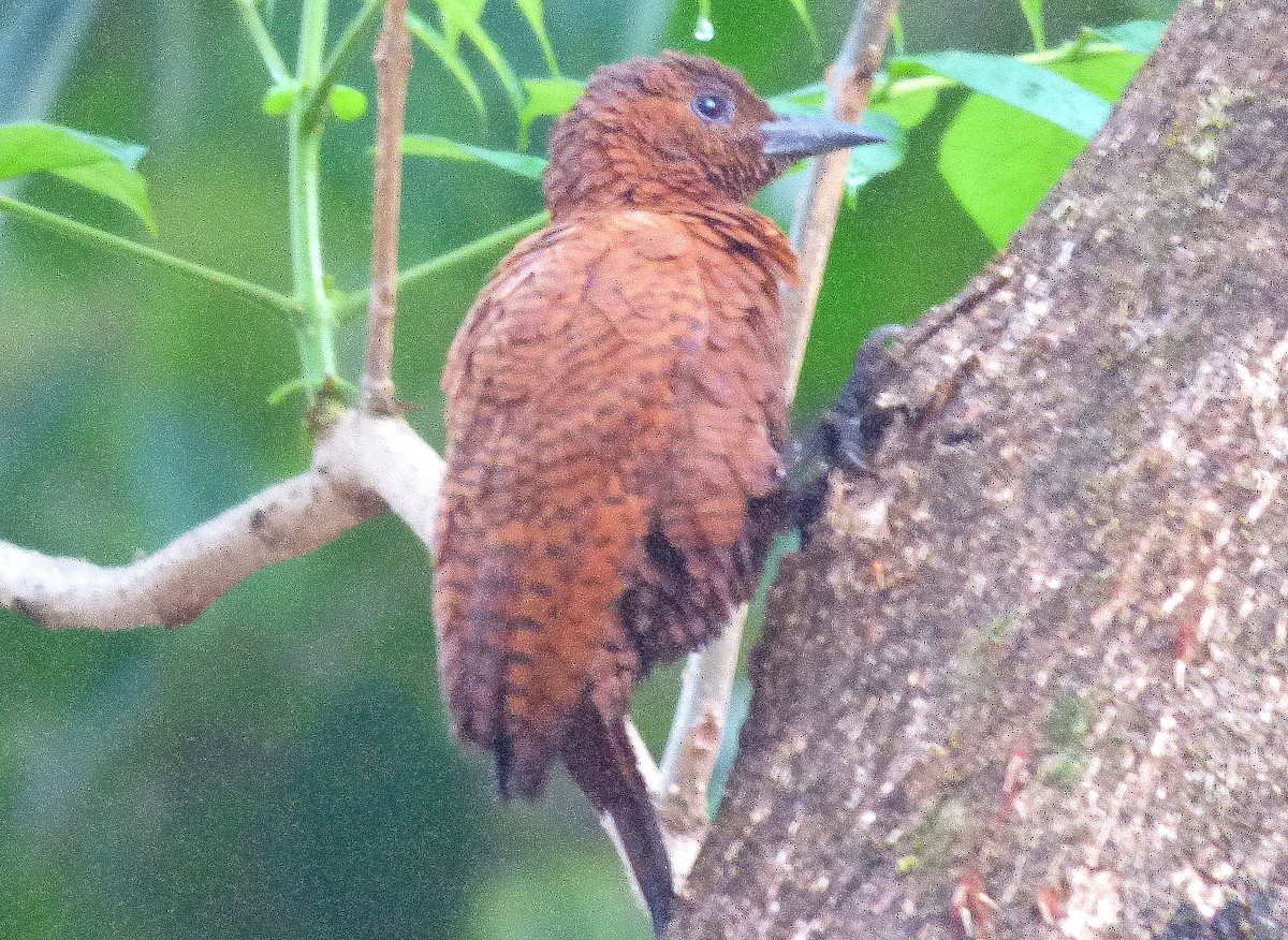 Rufous Woodpecker - Gopi Sundar