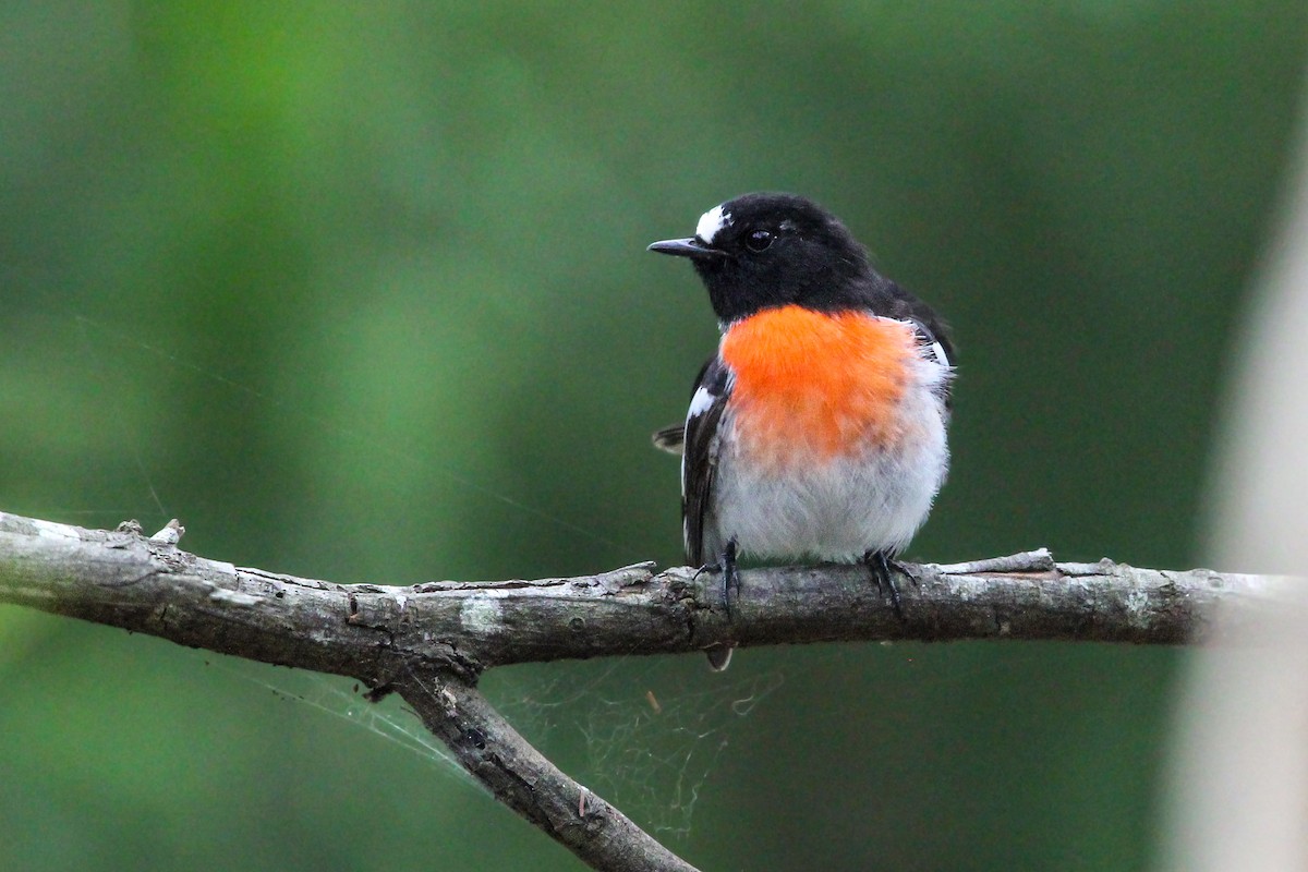 Scarlet Robin - Tina Bell