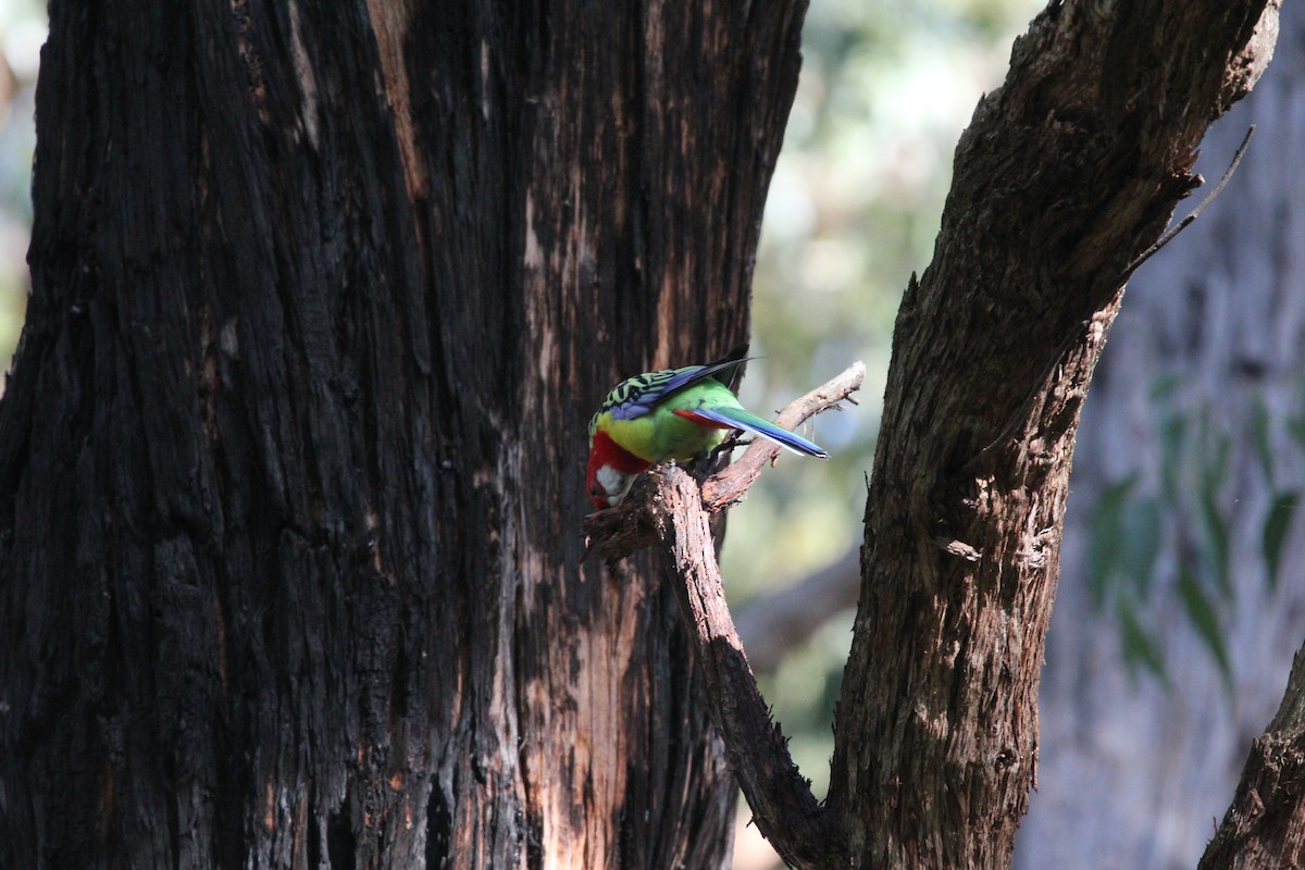 Eastern Rosella - Tina Bell