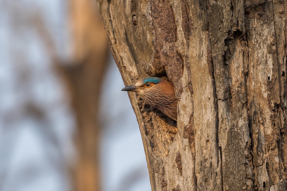 Indian Roller - Pranad Patil