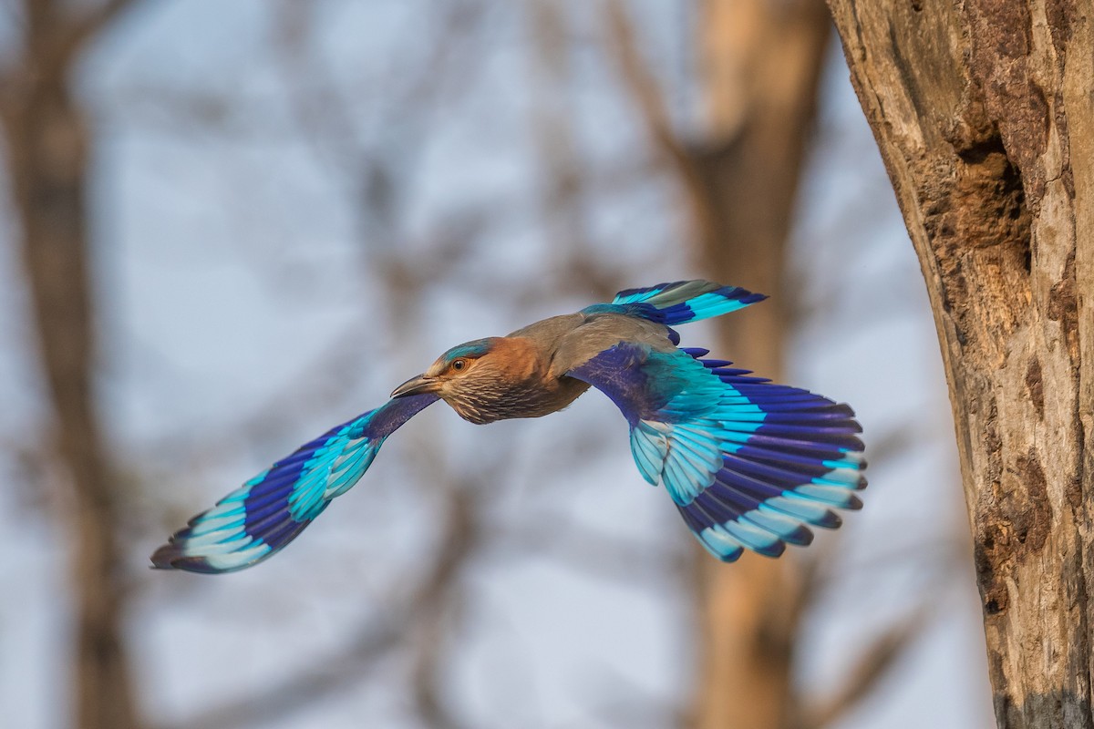 Indian Roller - Pranad Patil