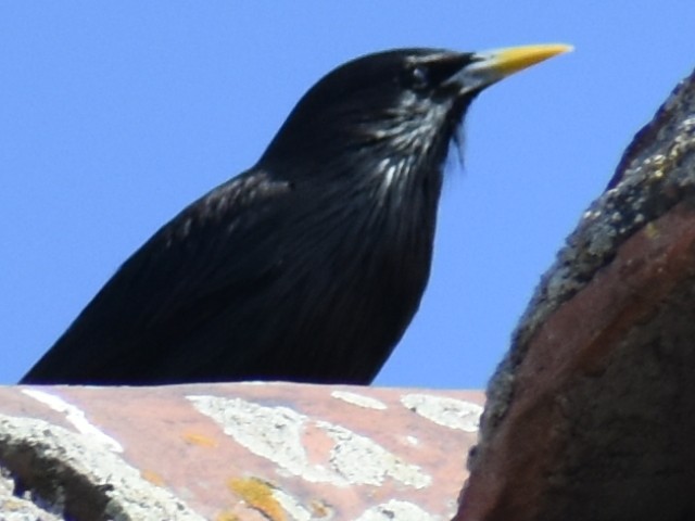 Spotless Starling - Bill Hubbard