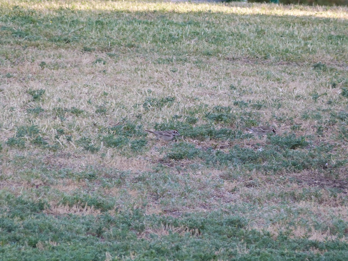 Lark Sparrow - John  Kiseda