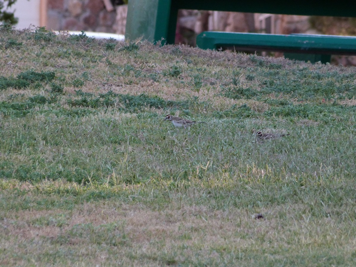 Lark Sparrow - John  Kiseda