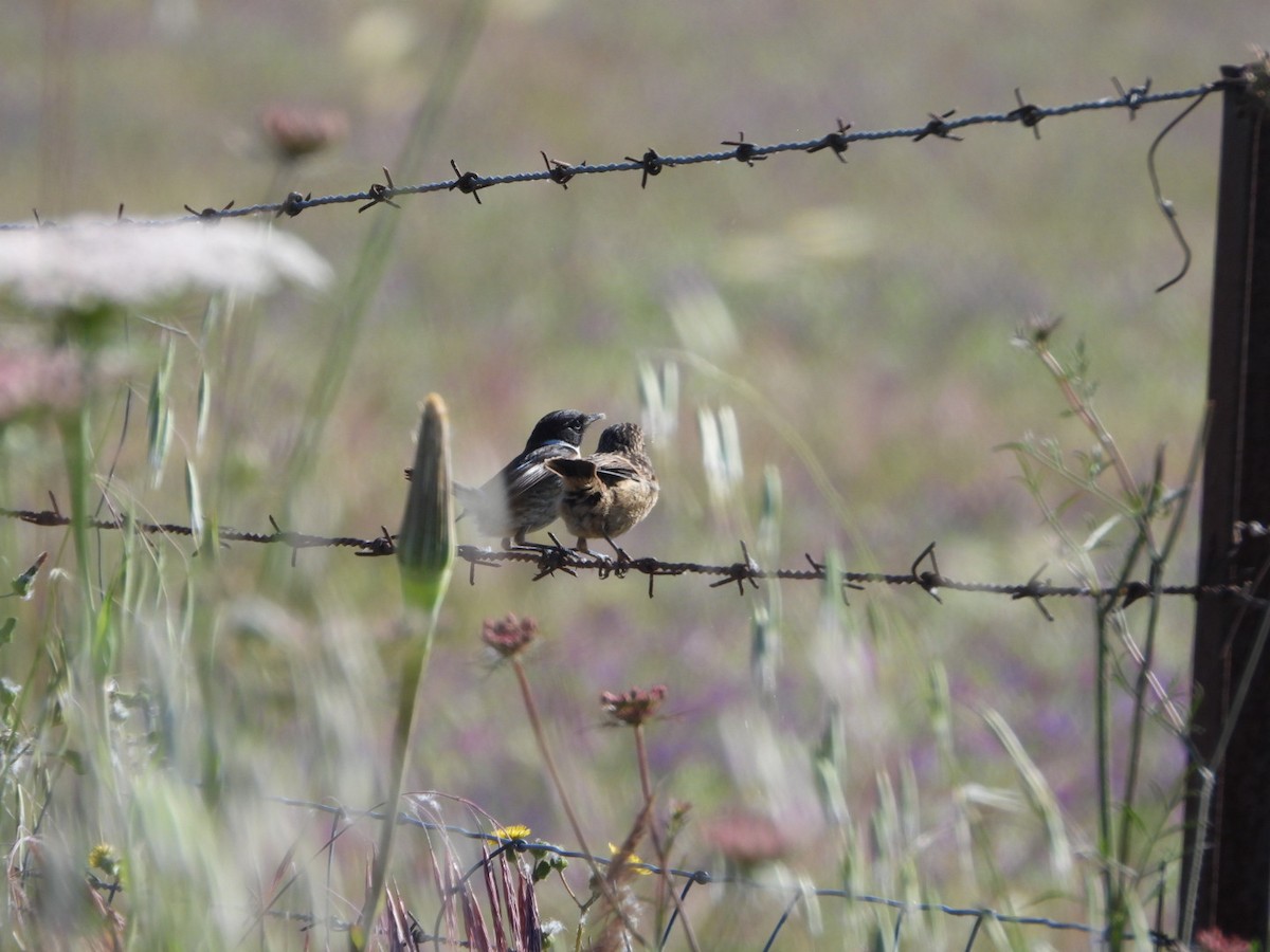 European Stonechat - ML619274650