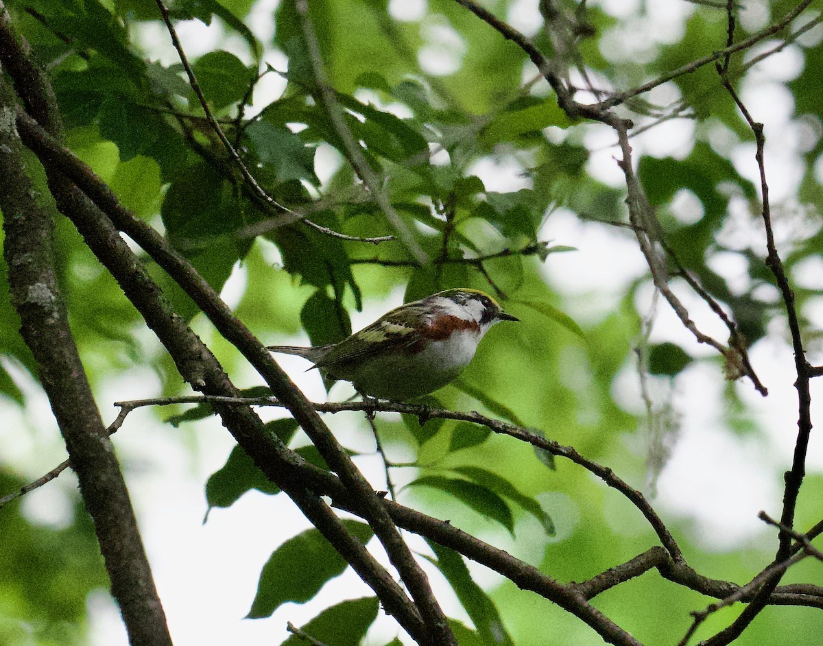 Chestnut-sided Warbler - Danny Wyatt