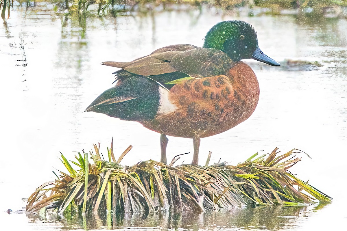 Chestnut Teal - Alfons  Lawen