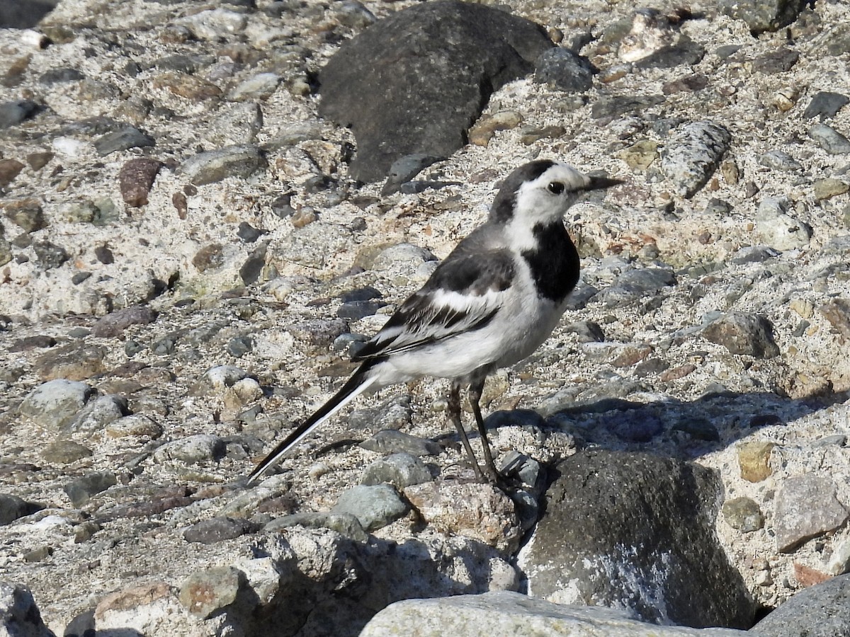 White Wagtail - Stan Arnold