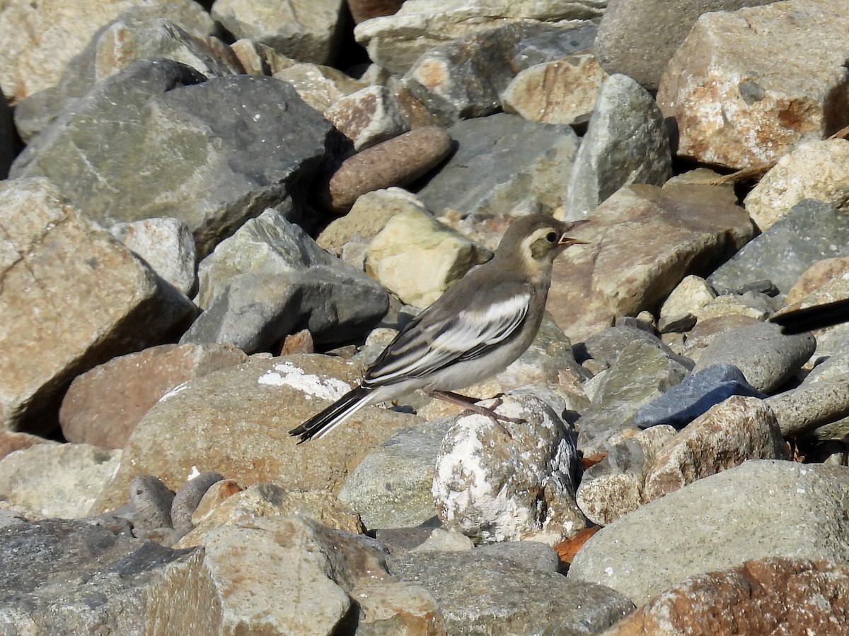 White Wagtail - Stan Arnold