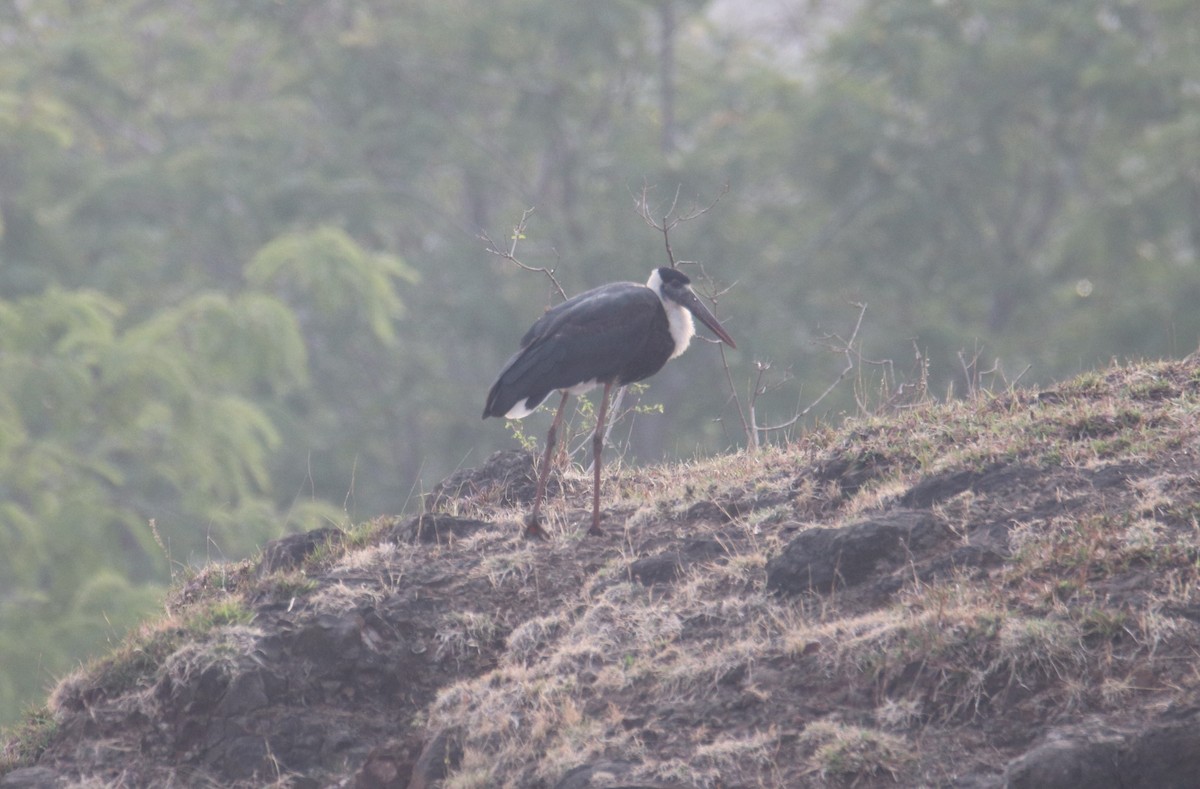 Asian Woolly-necked Stork - Adv Firoj Tamboli