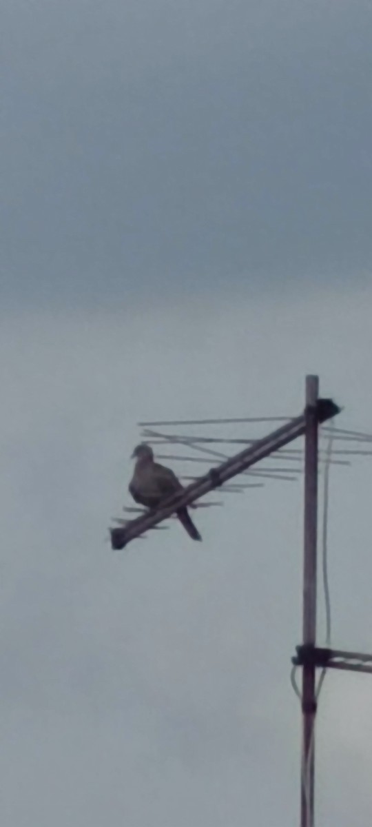 Eurasian Collared-Dove - Михаило Тепавчевић