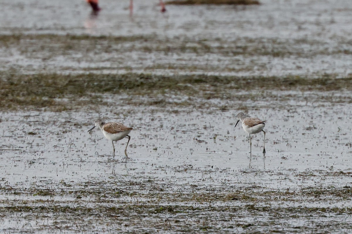 Common Greenshank - Tommy Pedersen