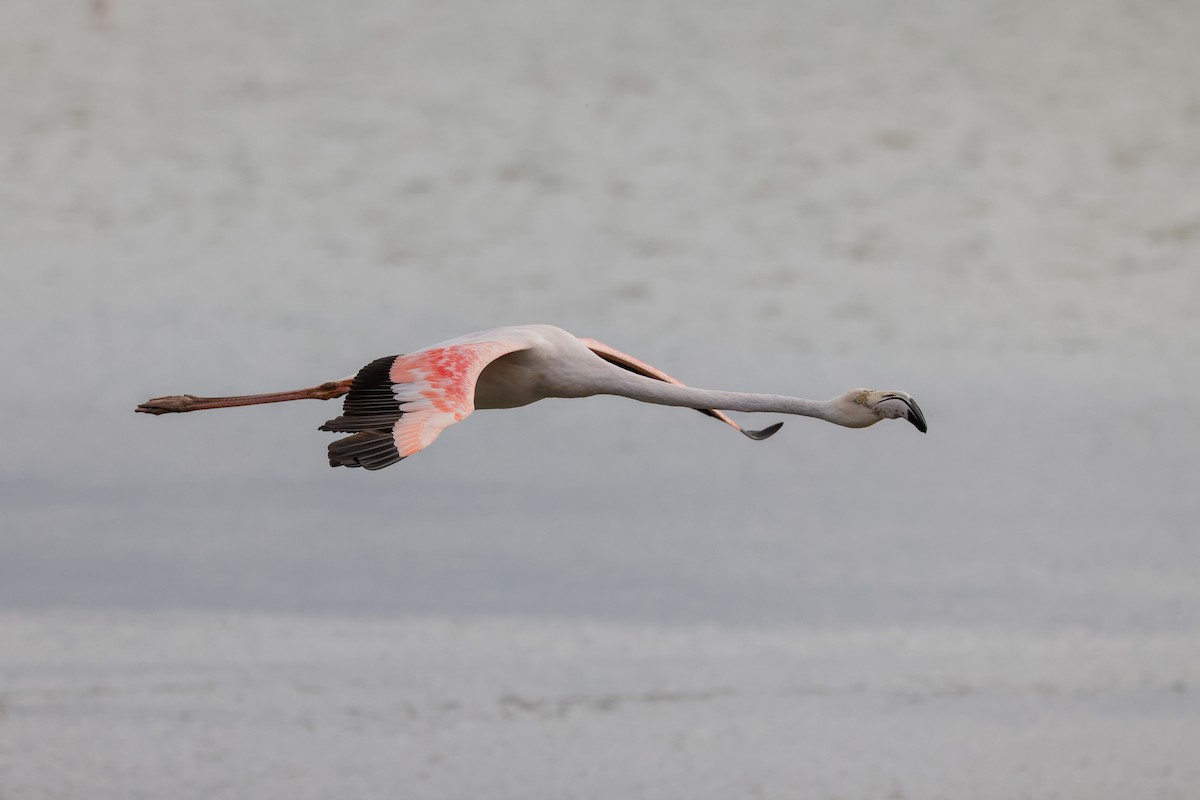 Greater Flamingo - Tommy Pedersen