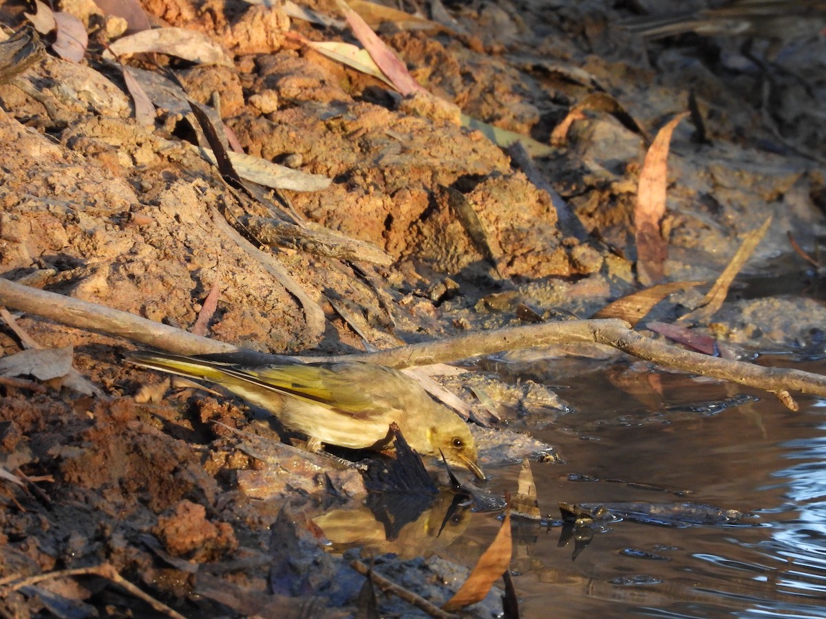 Fuscous Honeyeater - ML619274750