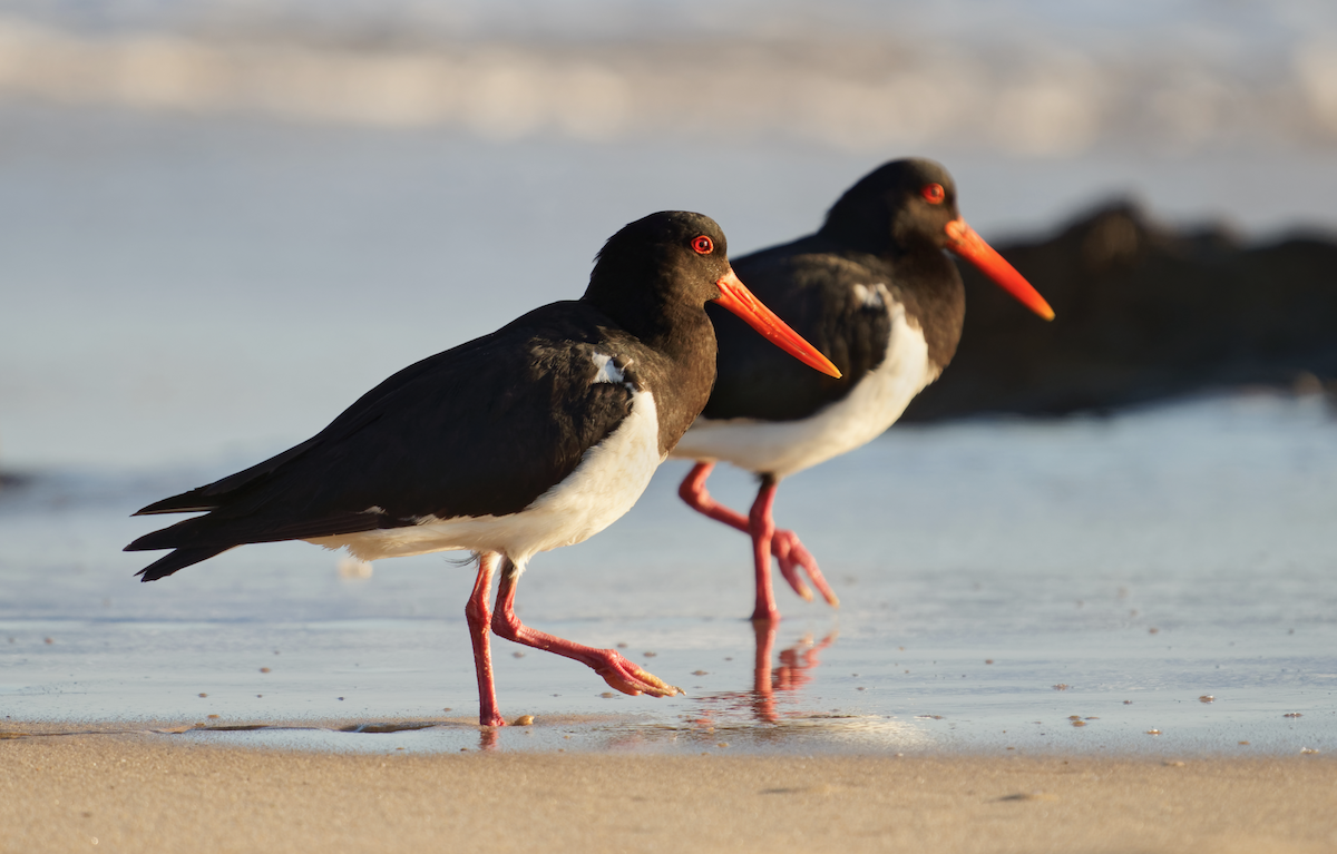 Pied Oystercatcher - Kevin Huang