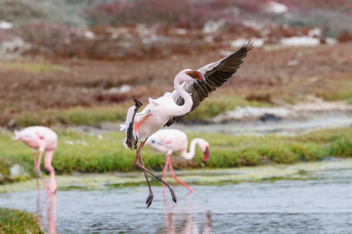 Lesser Flamingo - Tommy Pedersen