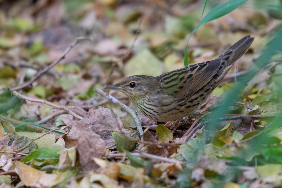 Lanceolated Warbler - 任謙 黃