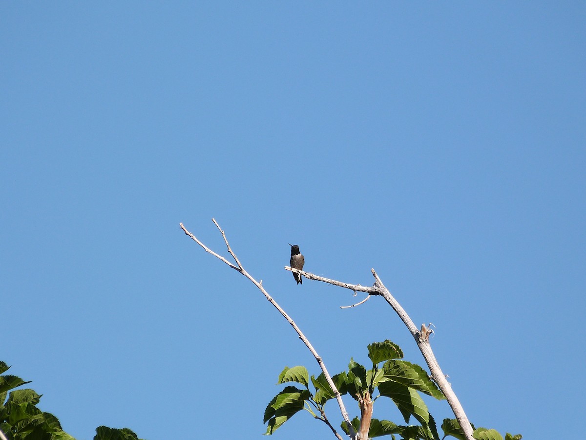 Black-chinned Hummingbird - John  Kiseda