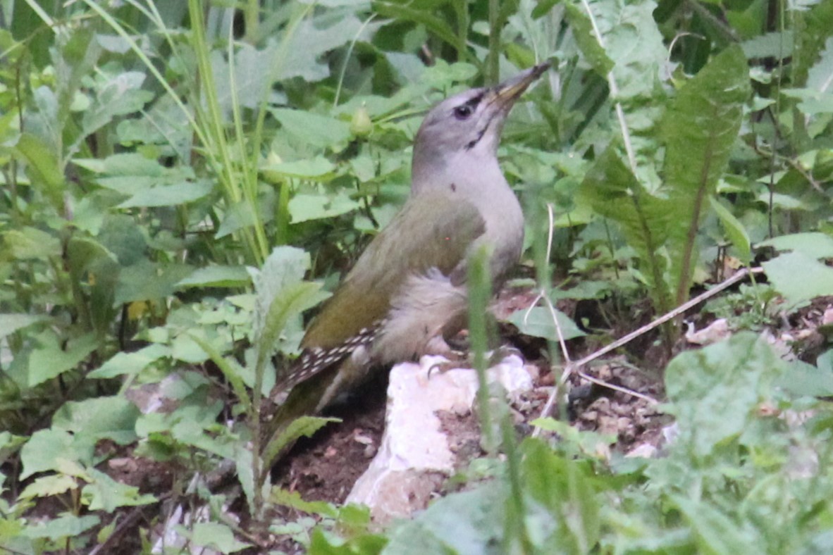 Gray-headed Woodpecker - Vladislav Kurakhtenkov