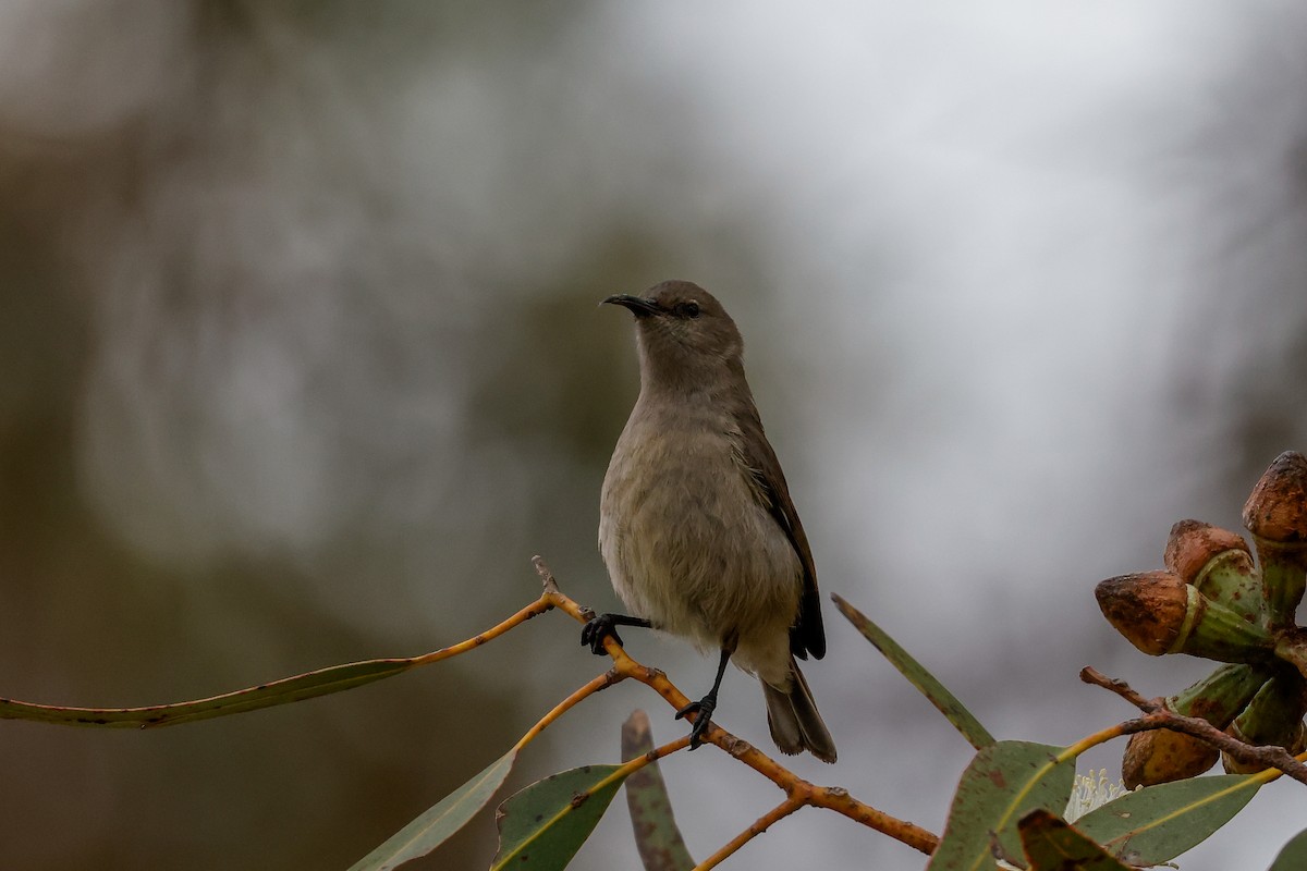 Southern Double-collared Sunbird - Tommy Pedersen