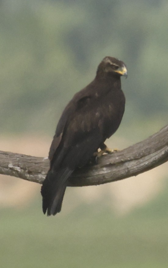 Black Eagle - Siddhartha Vatsal