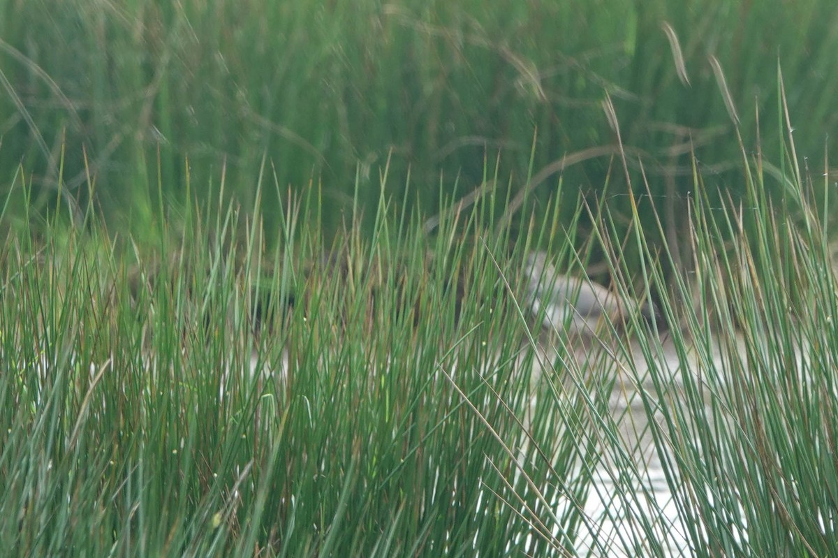 Northern Lapwing - Robert Wright