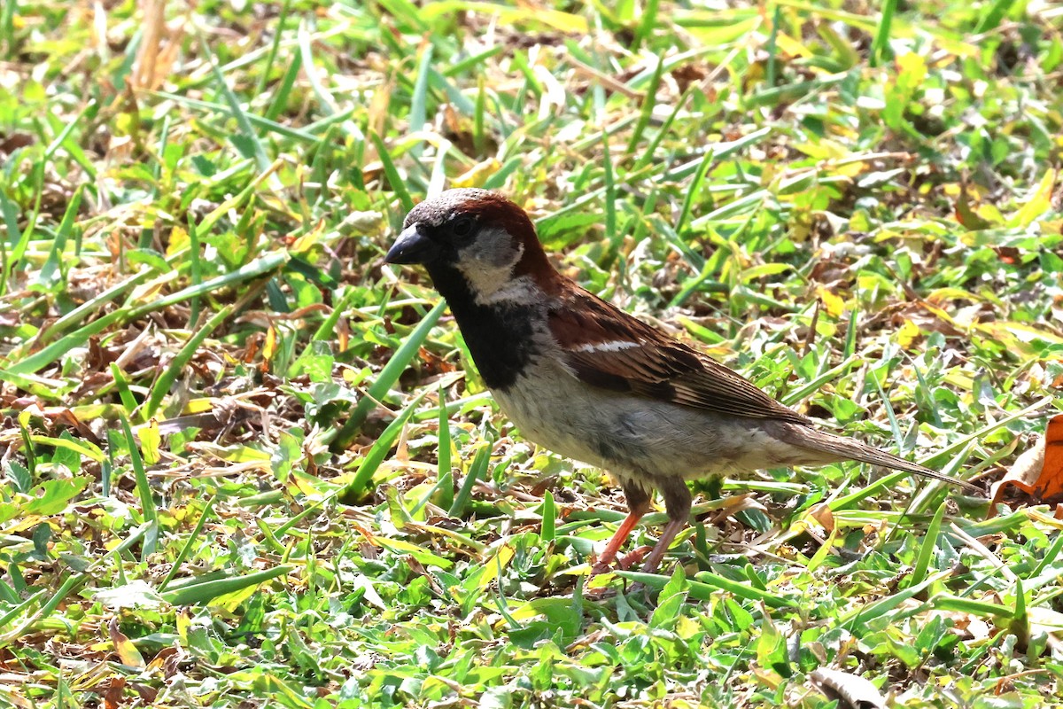 House Sparrow - ML619274880