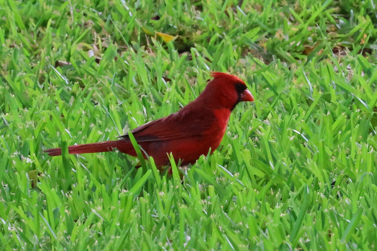 Northern Cardinal - Andrew Dobson