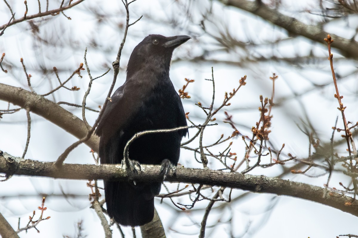 American Crow - Marc Boisvert