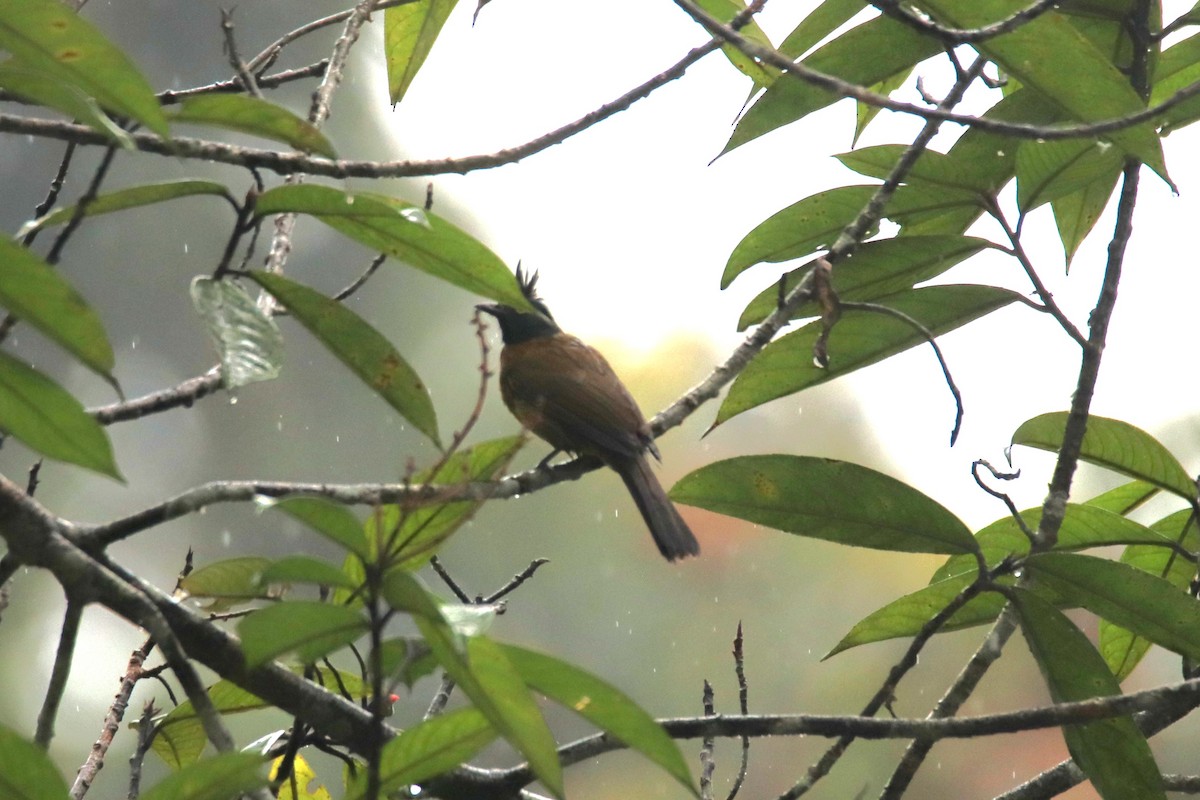 Black-crested Bulbul - Praveen H N